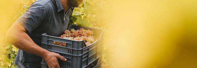Harvest in the Italian hills.