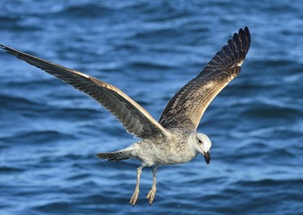 Flying Juvenile  Kelp gull (Larus dominicanus), also known as the Dominican gull and Black Backed Kelp Gull. Blue ocean water background. False Bay, South Africa