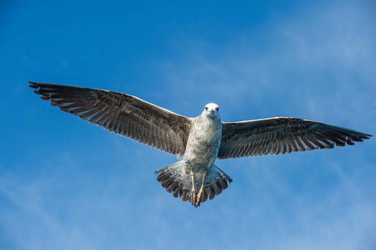 Flying Juvenile  Kelp gull (Larus dominicanus), also known as the Dominican gull and Black Backed Kelp Gull. Blue sky background. False Bay, South Africa