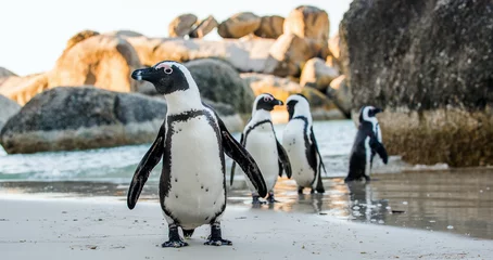 Abwaschbare Fototapete Pinguin Afrikanischer Pinguin (Spheniscus demersus)