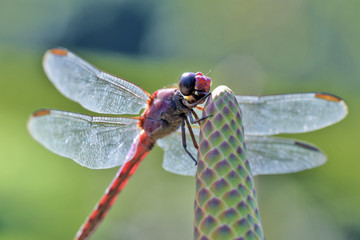 The dragonfly's bright wings in the backlight