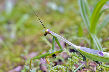 Mantis in hunting position on green leaf