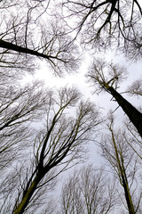 Poplar Trees Plantation in winter against the sky