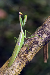 Mantis in hunting position on tree trunk