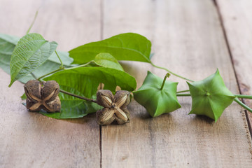 dried capsule seeds fruit of Sacha Inchi peanut on wooden