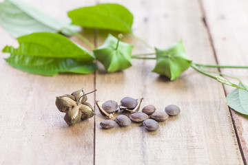 dried capsule seeds fruit of Sacha Inchi peanut on wooden