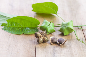 dried capsule seeds fruit of Sacha Inchi peanut on wooden