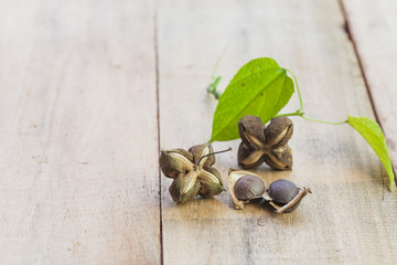 dried capsule seeds fruit of Sacha Inchi peanut on wooden