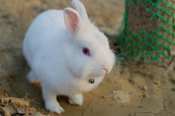 Little bunny