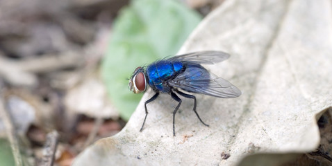 Blow fly on the dry leaf