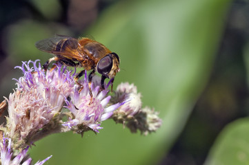 Fly on the purple flower