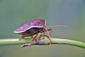 Bug sighted in remnants of Atlantic Rainforest