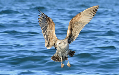 Flying Kelp gull (Larus dominicanus), also known as the Dominican gull and Black Backed Kelp Gull. False Bay, South Africa