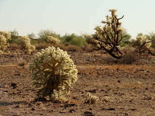 Cholla Cactus in Sonoran Desert