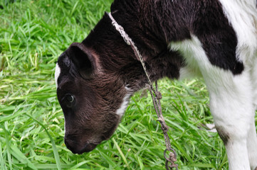 Holstein calf on summer day outdoors.