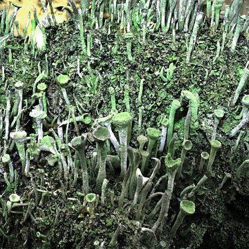 lichen called Cup of the elves
