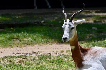 Young male Impala laying in the grass