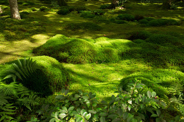 Giou-ji temple in Kyoto, Japan