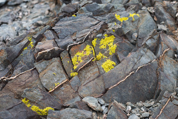 Yellow Lichens  or yellow rock fungus on a rock texture on Mountain.