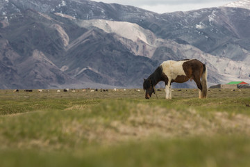 Fototapeta na wymiar horse in dryness countryside of Mongolia with blue sky.
