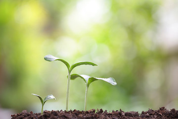 Growing plants