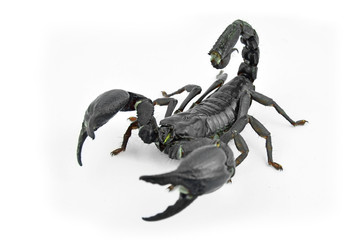 Scorpion Chang.