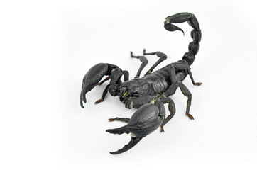 Scorpion Chang.