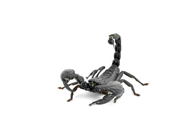 Scorpion Chang