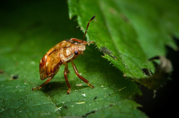 Bug Crawling from Leaf to Leaf