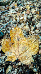 Fall leaf