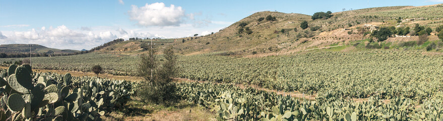 Panorama of cactus fields at the SP13 near to Mazzarino, Sicily, ITA