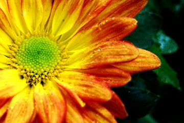 Chrysanthemum flower / OLYMPUS DIGITAL CAMERA