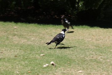 AUSTRALIAN MAGPIE
