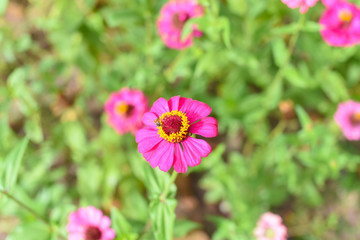 Obraz premium Bee and small pink flower in garden