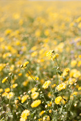 Chrysanthemum Flower