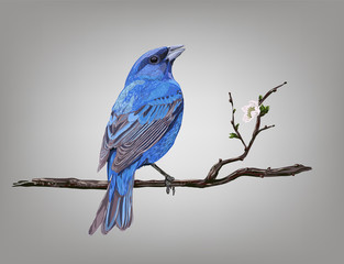 Realistic bird Blue Rock-Thrush on a branch of a blossoming tree, vector illustration