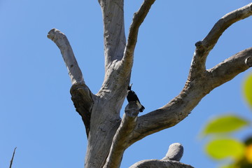AUSTRALIAN MAGPIE