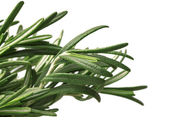 Obraz premium fragrant fresh green stems of rosemary close
