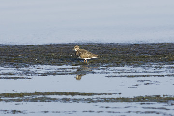 Ruddy Turnstone, Arenaria interpres, searching for food in seaweed at sea shoreline, close-up portrait, selective focus, shallow DOF