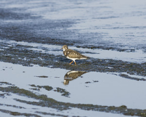 Ruddy Turnstone, Arenaria interpres, searching for food in seaweed at sea shoreline, close-up portrait, selective focus, shallow DOF