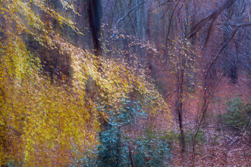 Naklejka premium Abstract view of Woodland colour in Autumn Norfolk UK