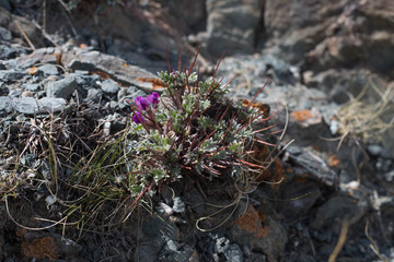 purple Mountain flowers  and  light  red-brown, Lichens  or rock fungus on a rock texture on Mountain in Ulgii : Mongolia .