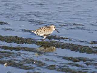 Dunlin, Calidris alpina, searching for food at sea shoreline, close-up portrait, selective focus, shallow DOF