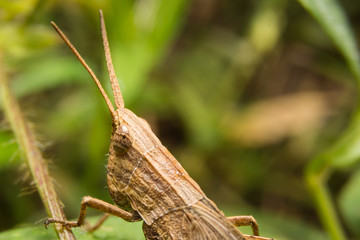 Grasshopper on nature leaves as background