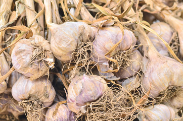 close up of garlic background