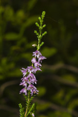 Wild Purple Common Heather, Calluna vulgaris, blossom on dark bokeh background close-up, selective focus, shallow DOF