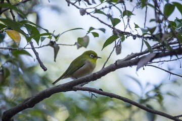 Oriental White-Eye (Zosterops palpebrosus)