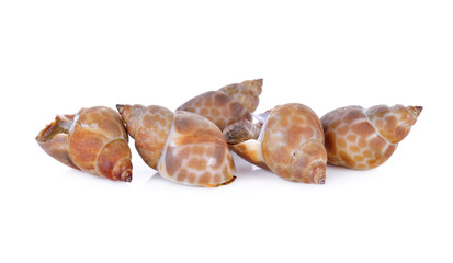 fresh spotted babylon on white background