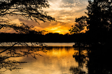 Obraz premium Sunset through Bald Cypress trees at Stumpy Lake in Virginia Beach, Virginia. 
