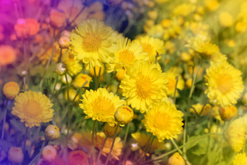 Beautiful Chrysanthemum in sun light and lans flare